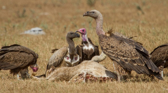 SIDING WITH THE VULTURES